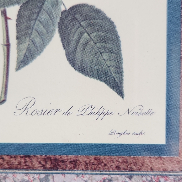 Vintage Rosier de Philippe Noisette Floral Print in Gold Frame - Picture 5 of 8